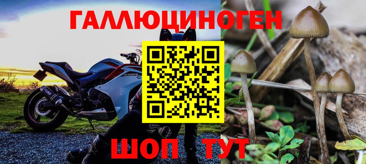 Галлюциногенные грибы GOLDEN TEACHER Кисловодск
